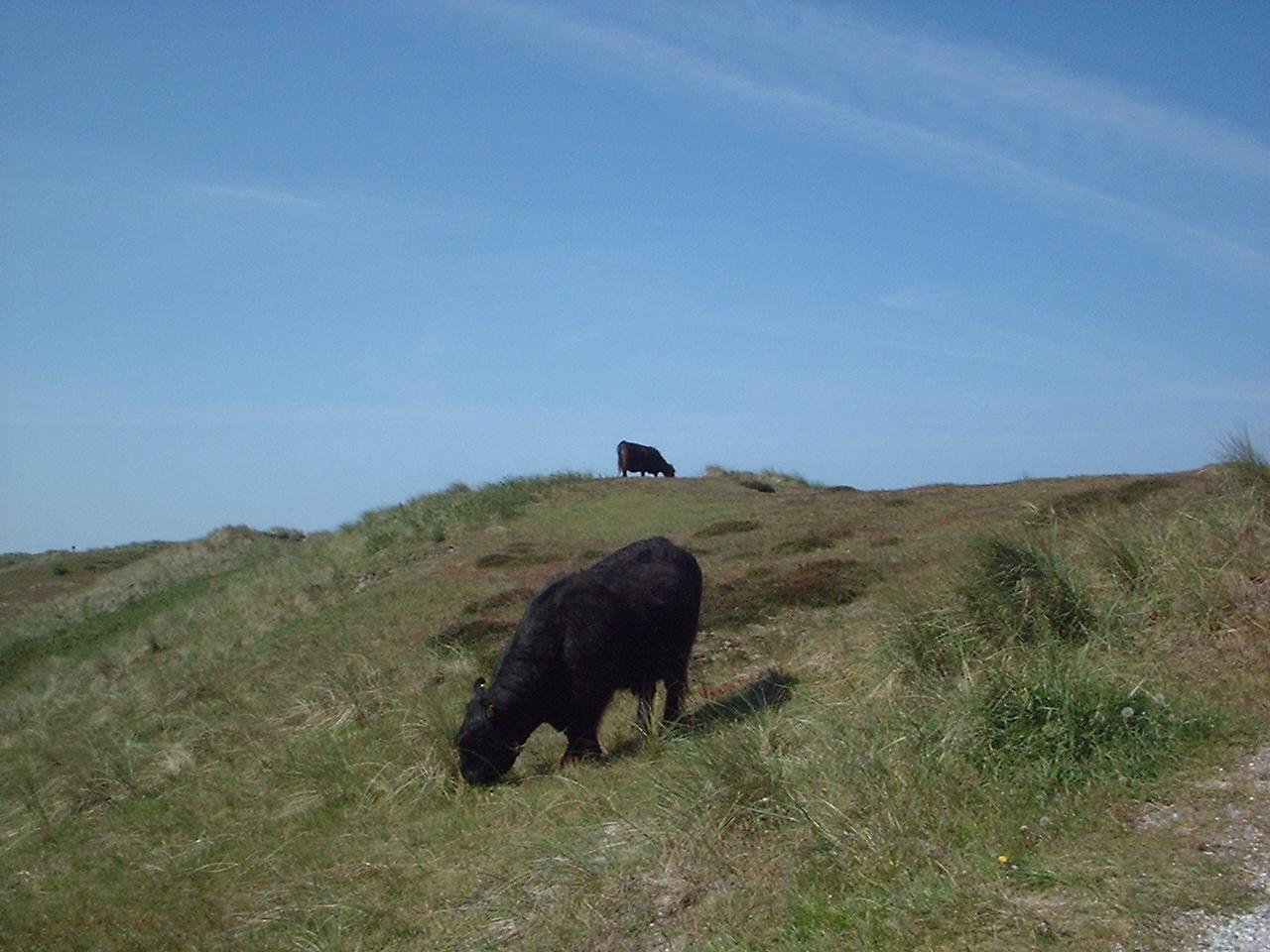 DSCF0012.JPG