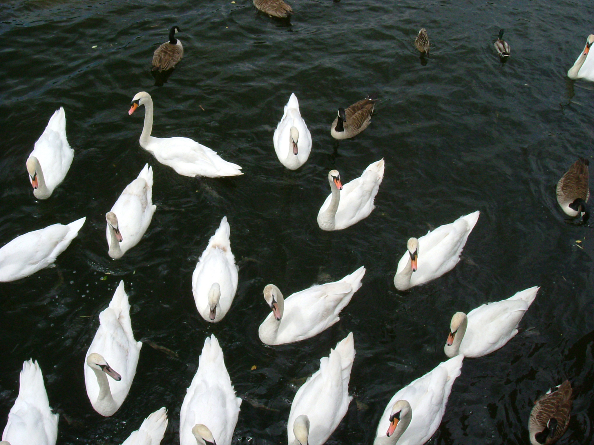 DSCF4960.JPG