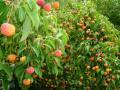 thm_DSC02226.jpg