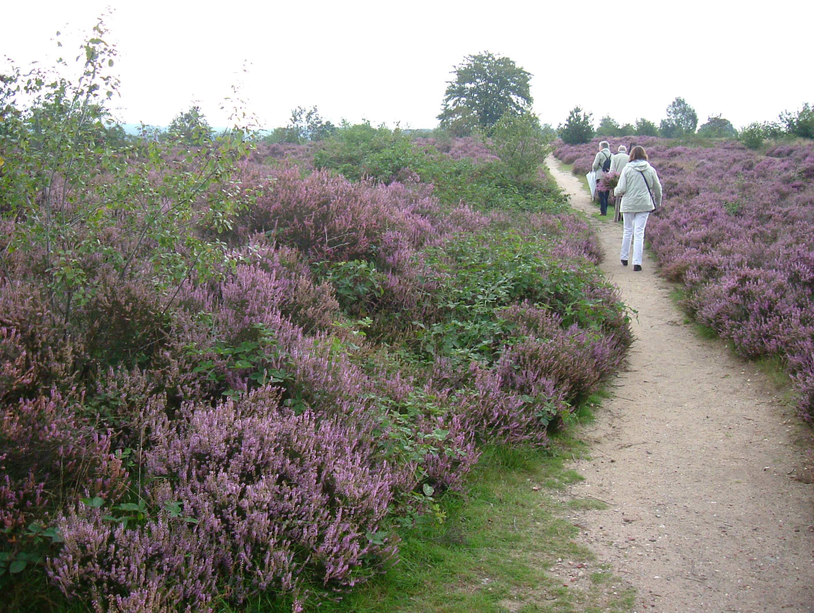 DSCF7406.JPG