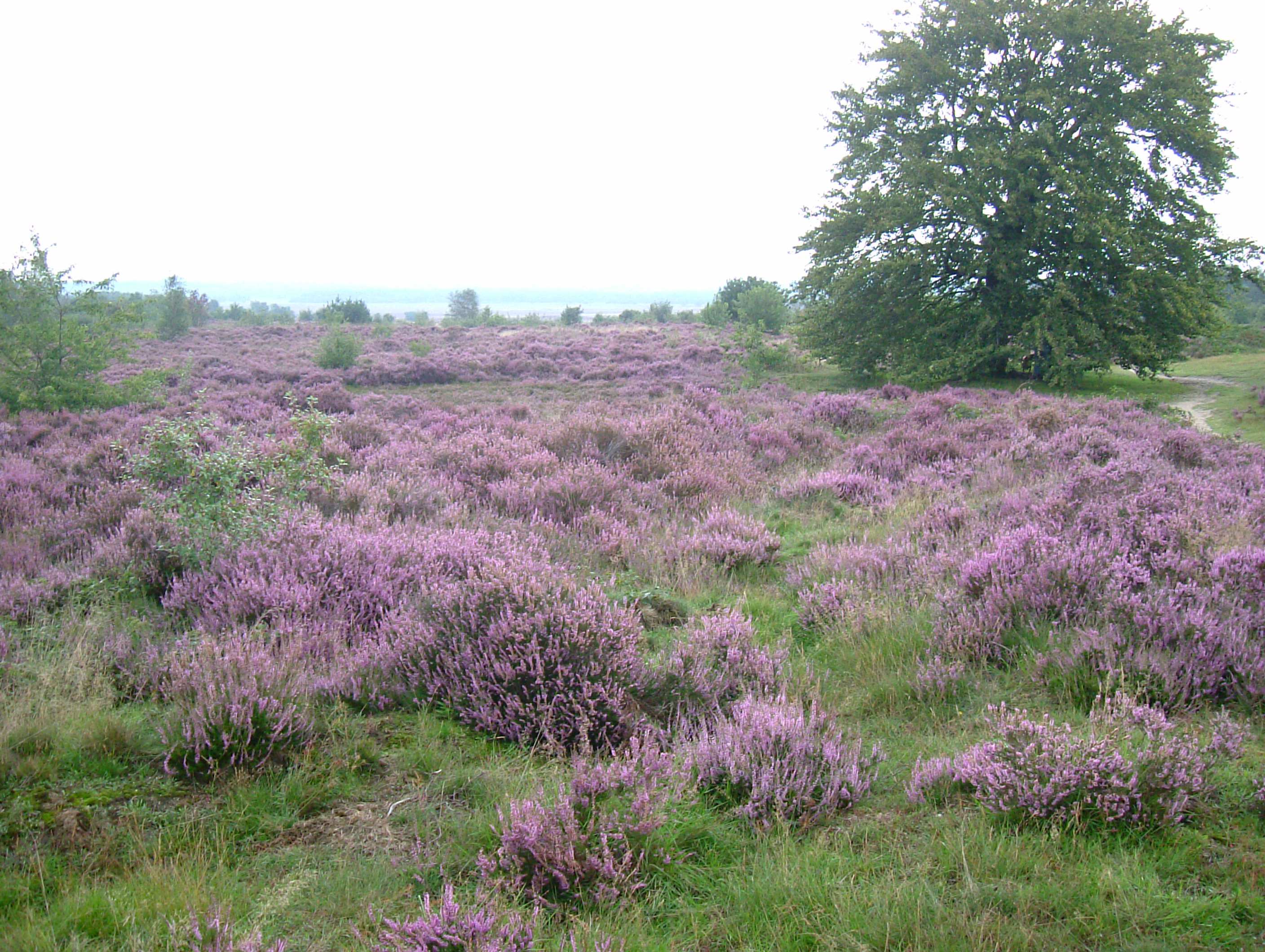 DSCF7408.JPG